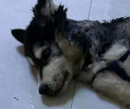 二哈拆家咬到電線，成果被電到炸毛，主人笑翻：小家伙長的真共同